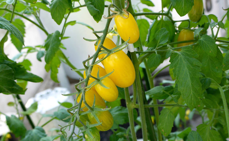 ミニトマト　リモーネドルチェ<