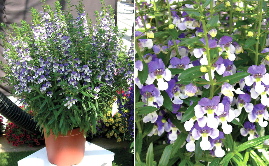 アンゲロニア　エンジェルフェイス シリーズ<