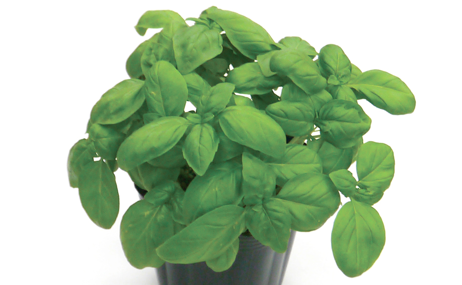 バジル　 スイートバジル<