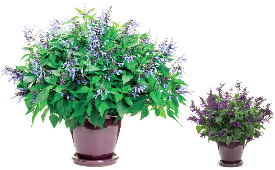 サルビア　スーパーサルビア<