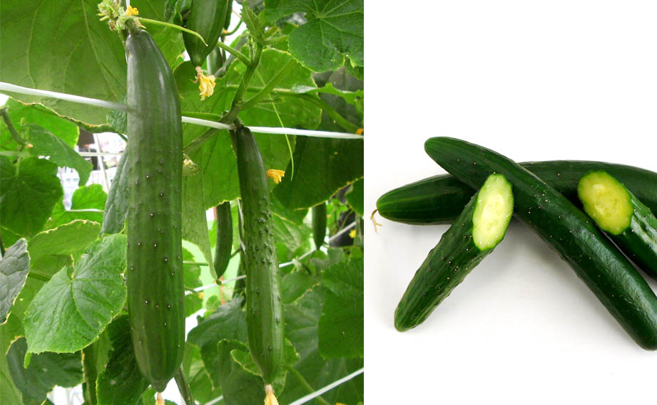 キュウリ　スーパーパワー<