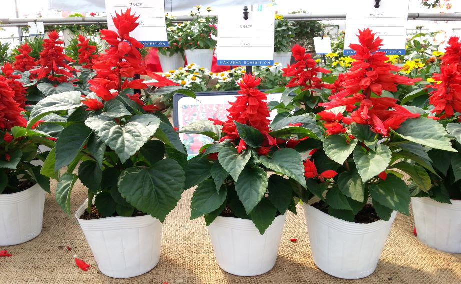 サルビア スプレンデンス　モハベ シリーズ<