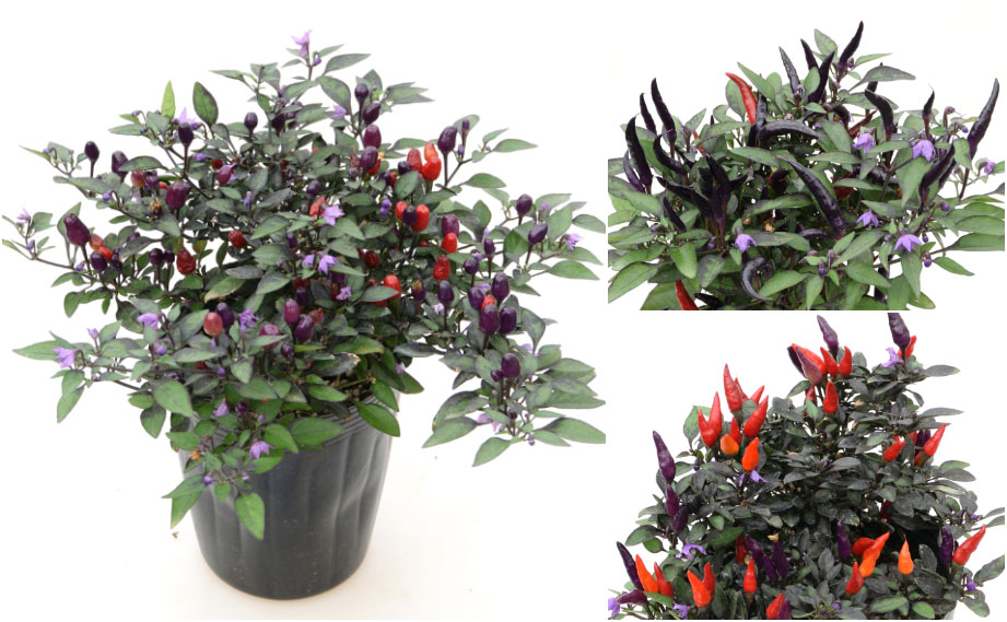 カプシカム　キャンドルフレイム<