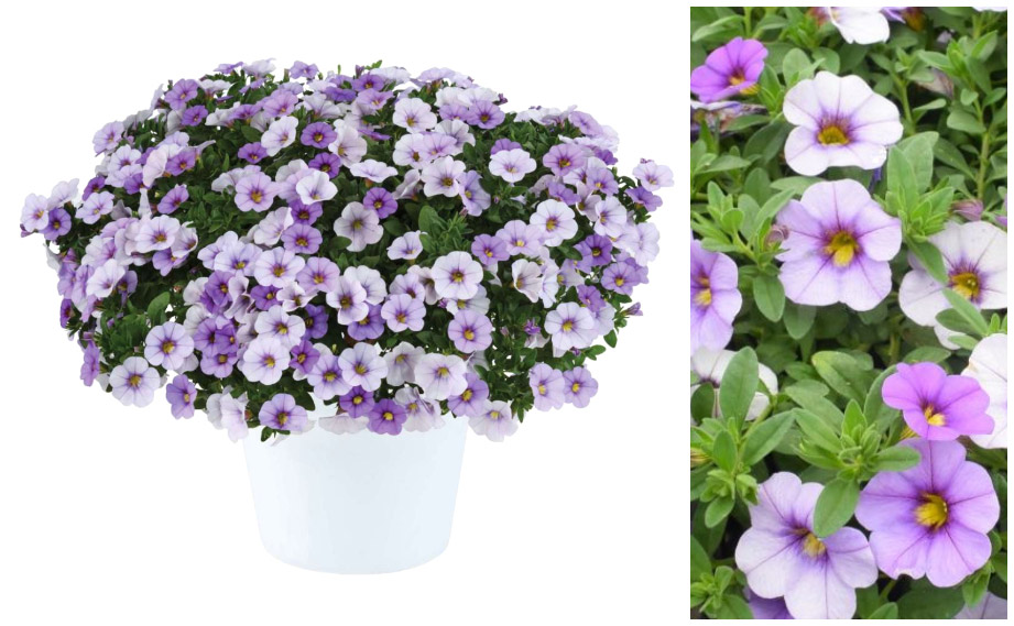 カリブラコア　オンブレ<