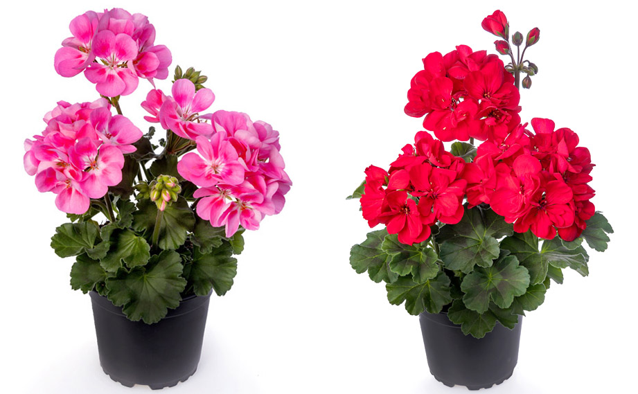 ゼラニウム　タンゴ<