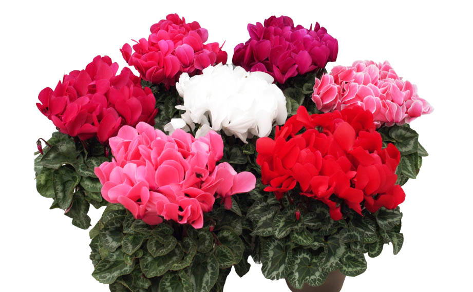 シクラメン F1　カレン<