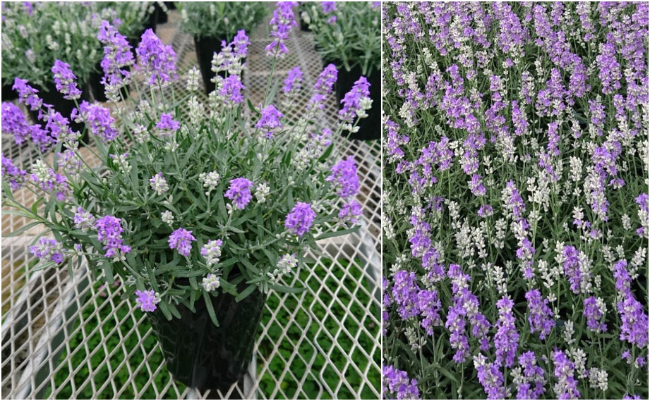 ラベンダー　カノンスター<