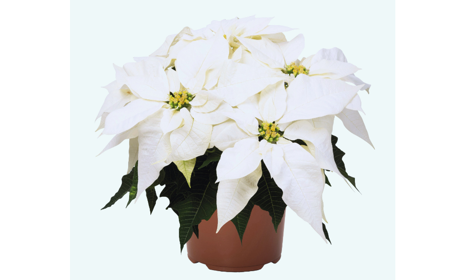 ポインセチア　フローズン<