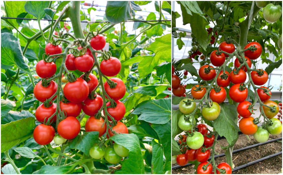 ミニトマト　TYドルチェレッド<