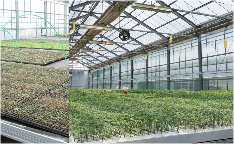 野菜接ぎ木苗　山口農場<