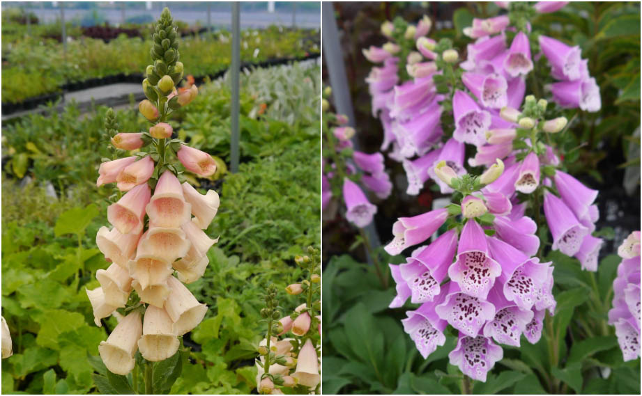 ジギタリス　ダルメシアン<