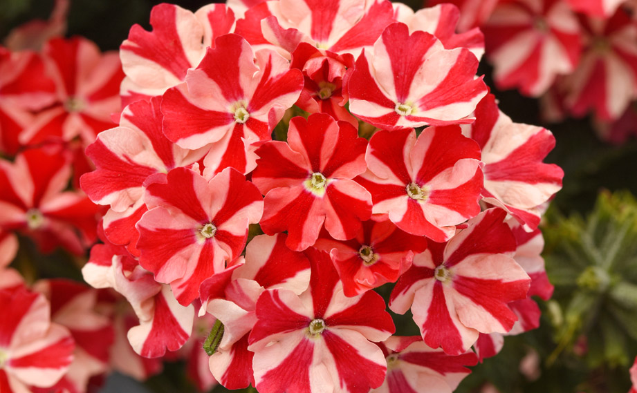 バーベナ　ファイヤーハウス<