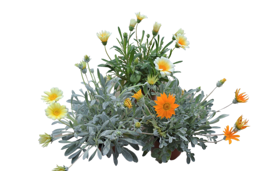 ガザニア　ビースト シリーズ<