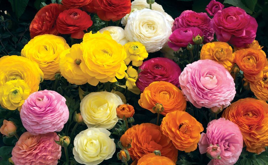 ラナンキュラス F1　マシェ シリーズ<