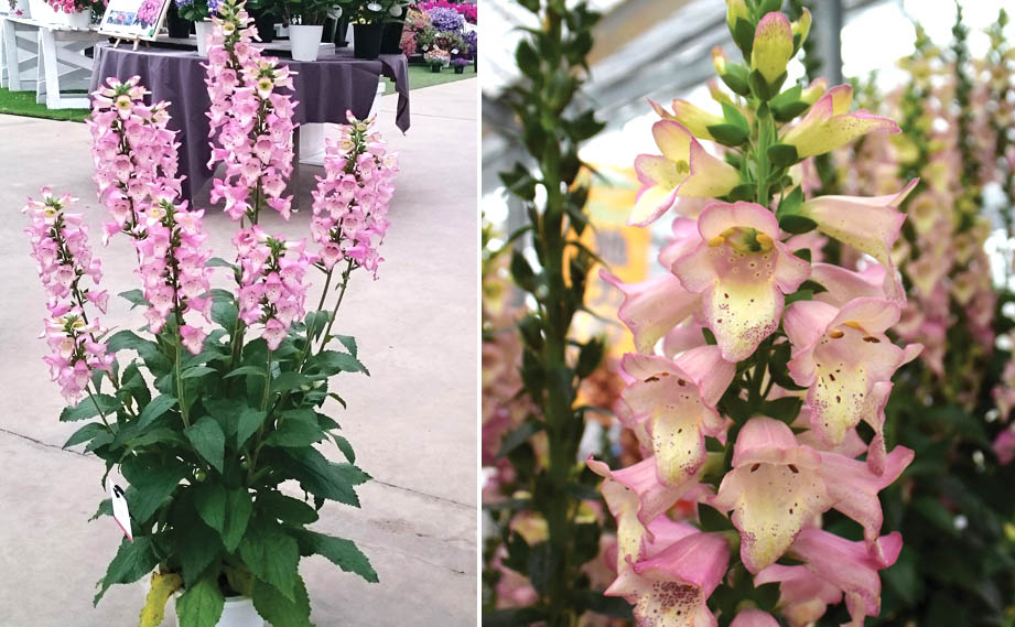 ジギタリス　ベリーカナリー<