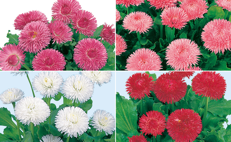 デージー　チロリアンデージー シリーズ<