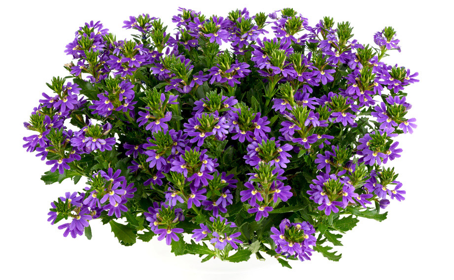 スケボラ　タッチ<