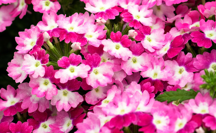 バーベナ　ハリケーン<