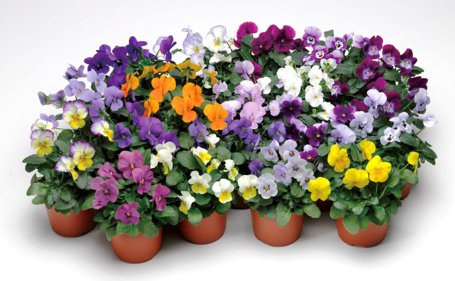 ビオラ F1　ペニー シリーズ<