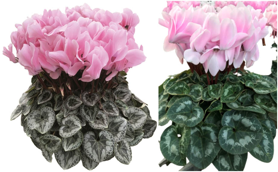 シクラメン　ピーチ<