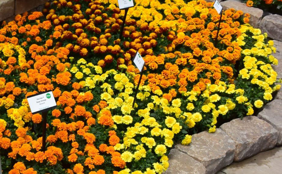 マリーゴールド フレンチ　ホットパック シリーズ<