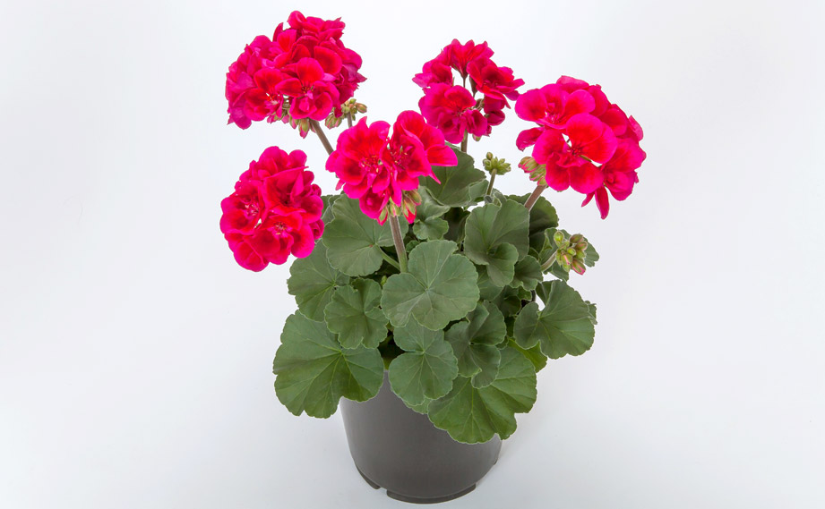 ゼラニウム　MOJO<