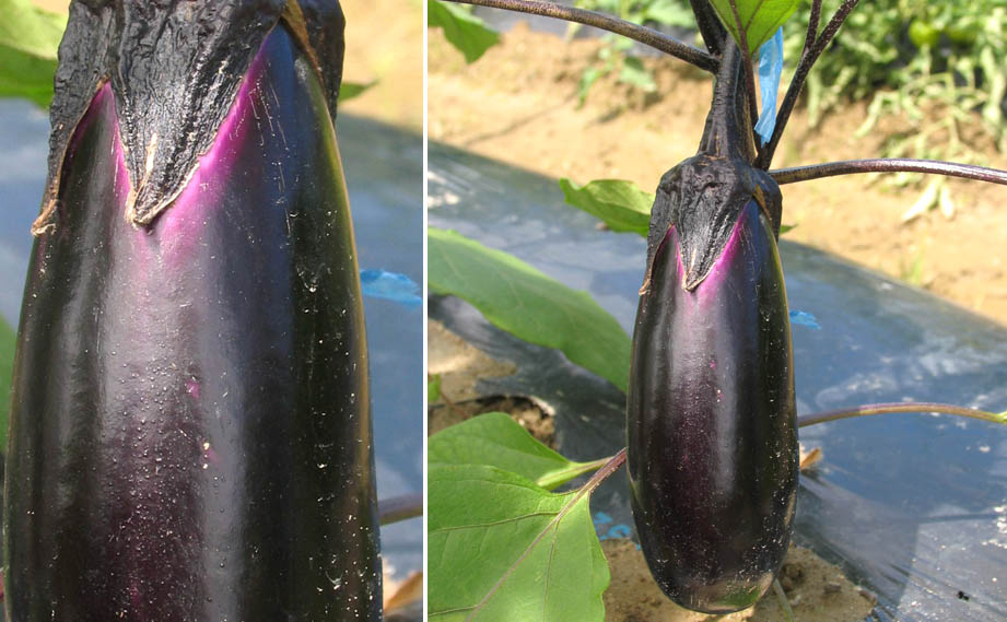 ナス　とげなし藍小町<