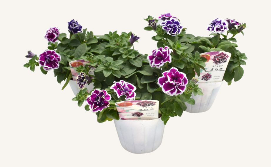 ペチュニア 万葉の美　さらさ<