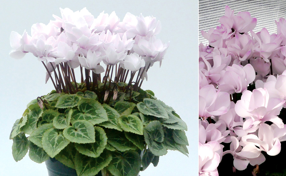 シクラメン　フェアリーシルエット<