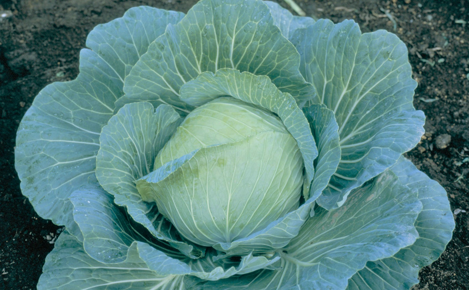 キャベツ　YR天空<