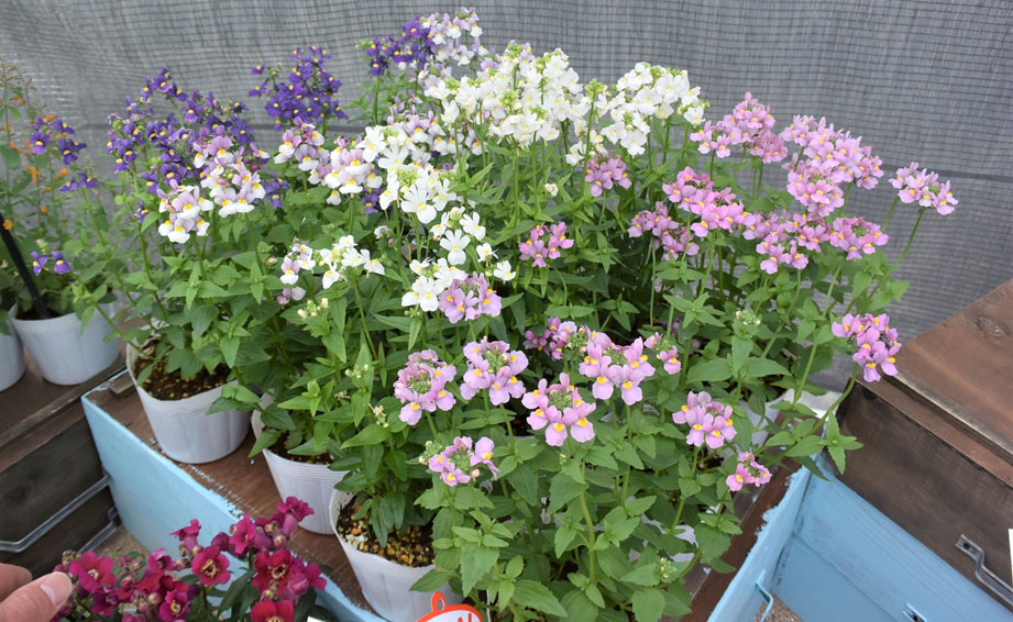 ネメシア　セブンスヘブン シリーズ<