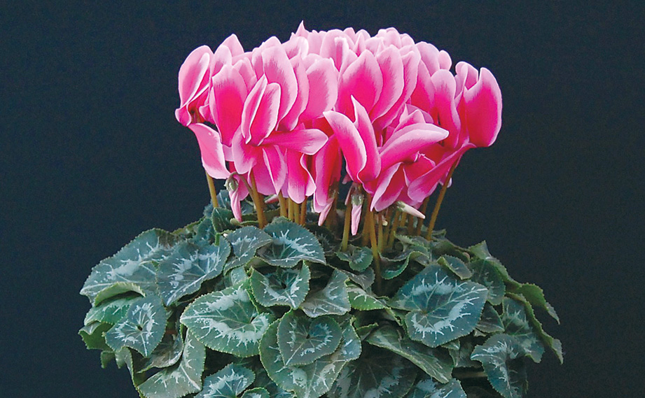 シクラメン　シャイニー シリーズ<