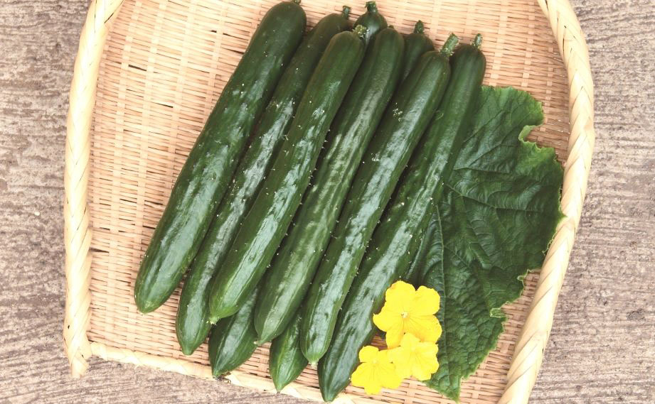 キュウリ　ずーっととれる<