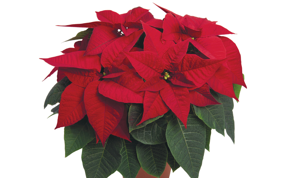 ポインセチア　プリマレッド2.0<