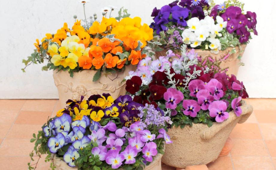 パンジー　よく咲くスミレ シリーズ<