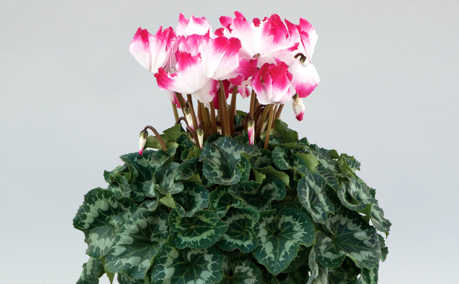 シクラメン　プルマージュウェーブD シリーズ<