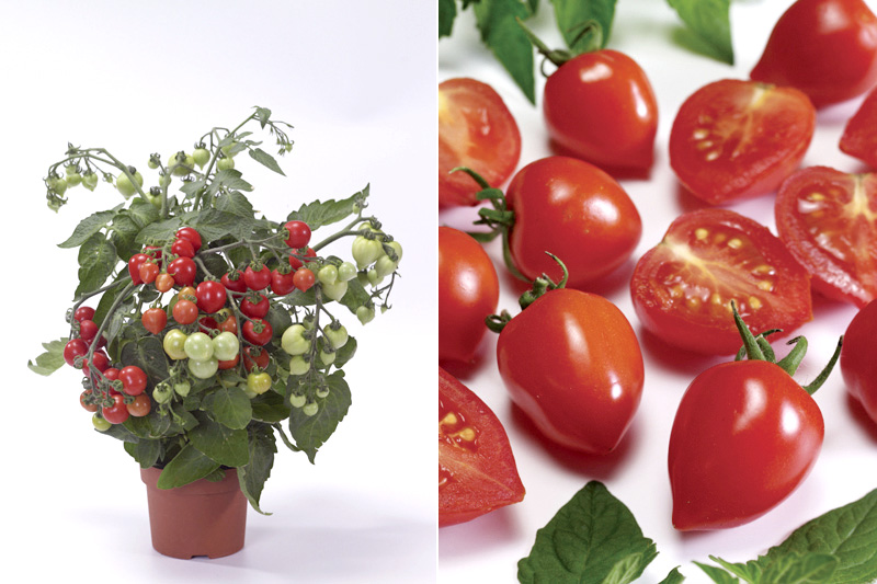 ポットトマト　スイートハート<