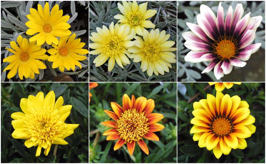 ガザニア　ニューコレクション<