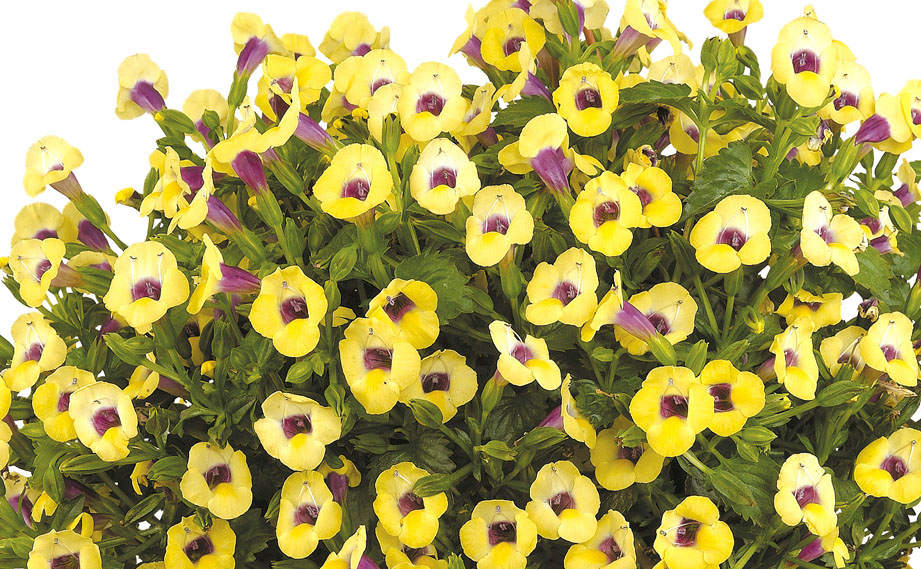 トレニア　ムーン シリーズ<