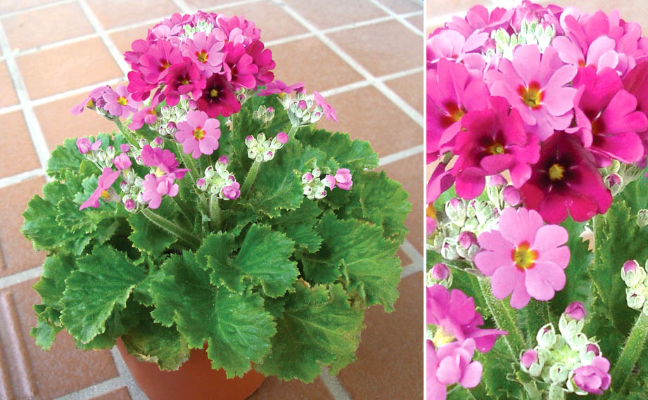 プリムラ マラコイデス　古都さくら シリーズ