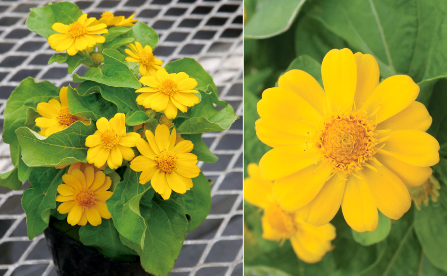 メランポジューム　ジャックポット<