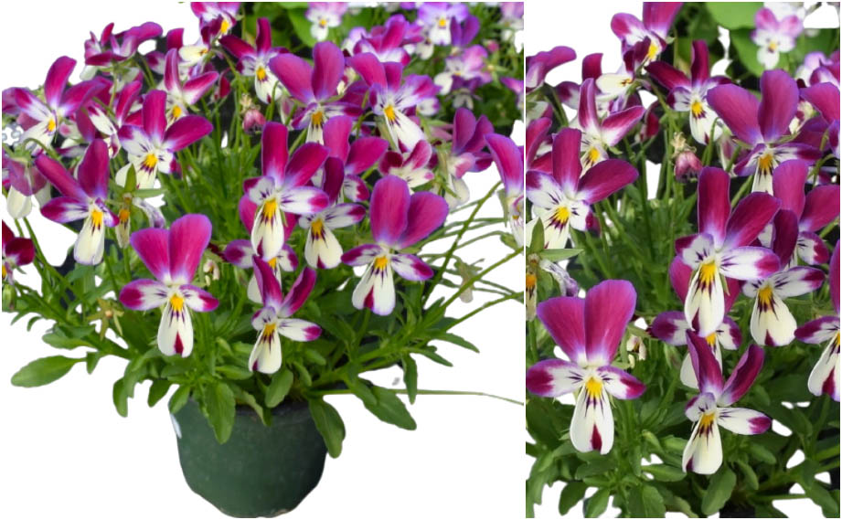 ビオラ　バニーイヤーズ<