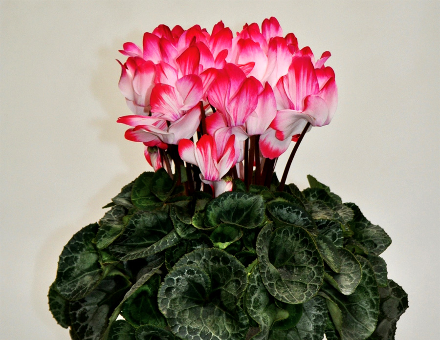 シクラメン　ラブキャンドル<