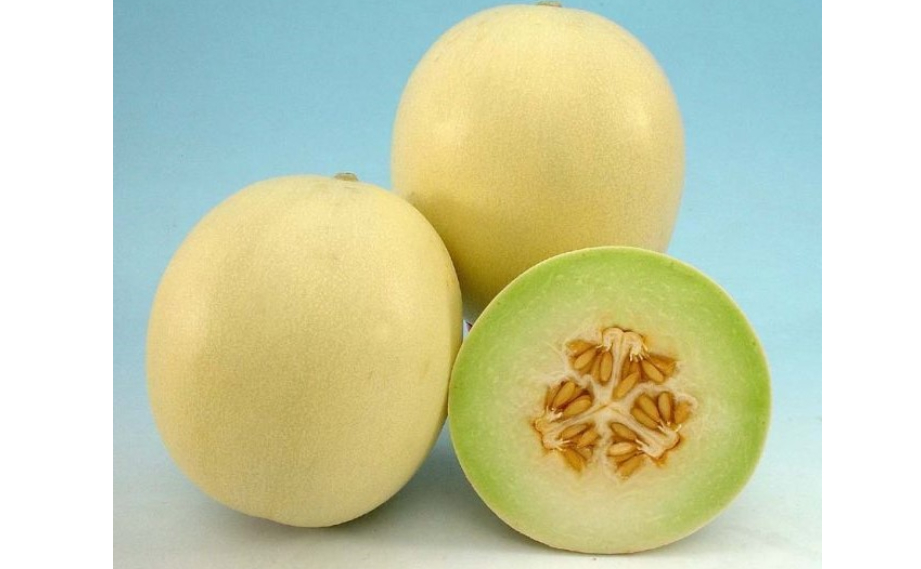 メロン　おてがるロジたん<