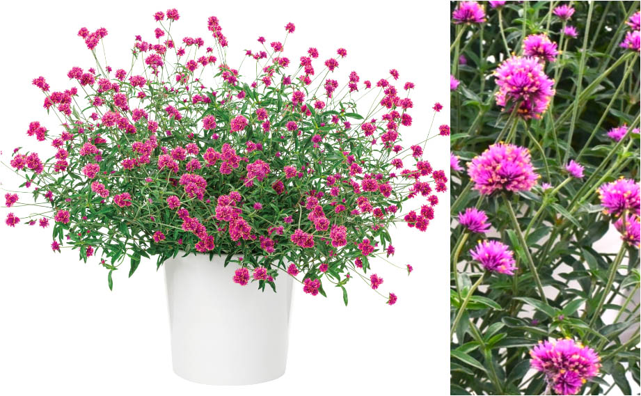 ゴンフレナ　ラブラブラブ<