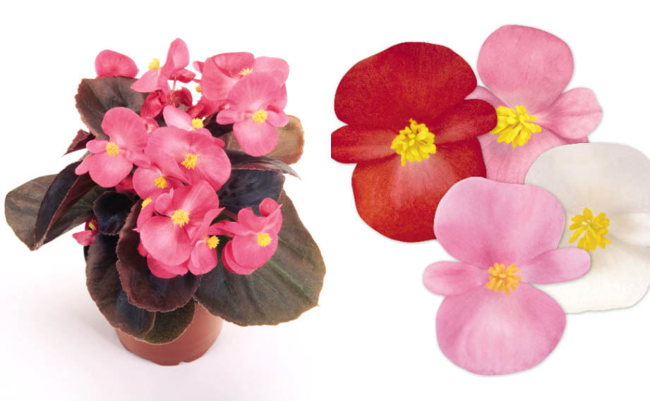 ベゴニア センパフローレンス F1　ナイトライフ シリーズ<