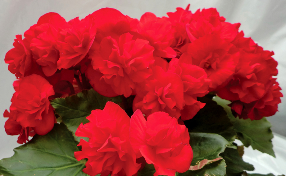 ベゴニア　エラチオール その他のグループ<