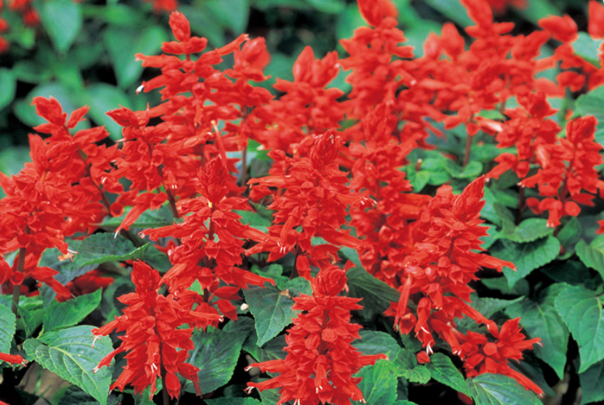 サルビア スプレンデンス　ホットジャズスペシャル<