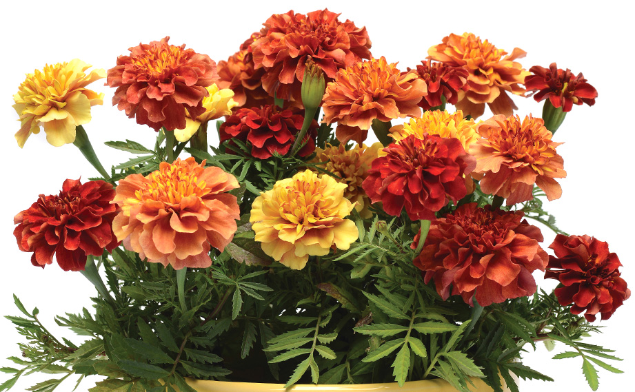 マリーゴールド フレンチ　ストロベリーブロンド<