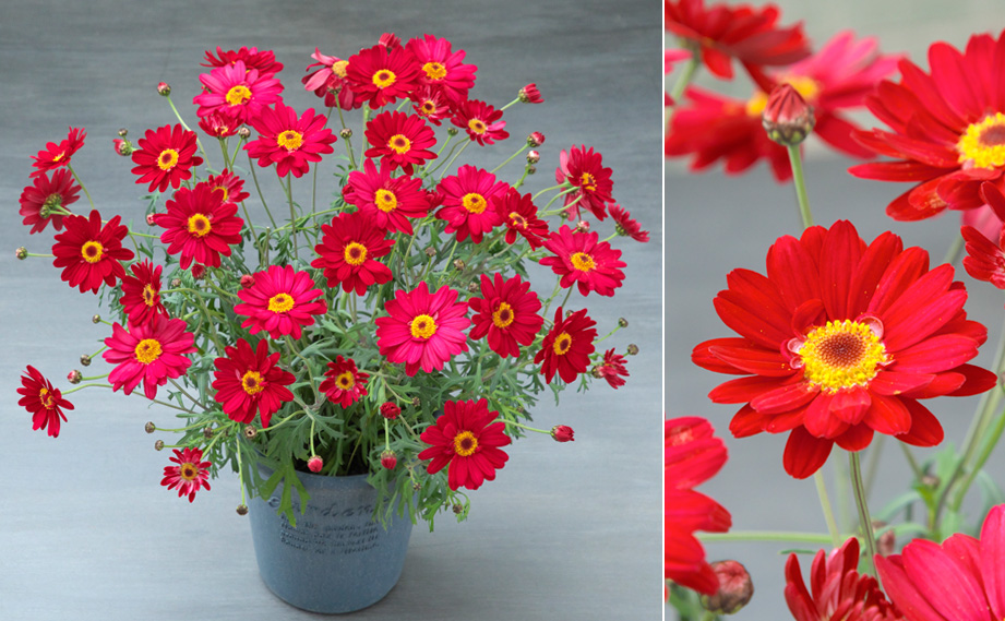 マーガレット　スマッシュ